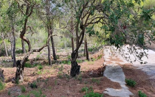 Finca-Grundstück in sonniger und ruhiger Lage in Dénia