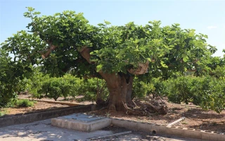 Grosse Finca in Ondara