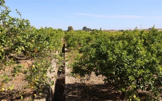 Grosse Finca in Ondara